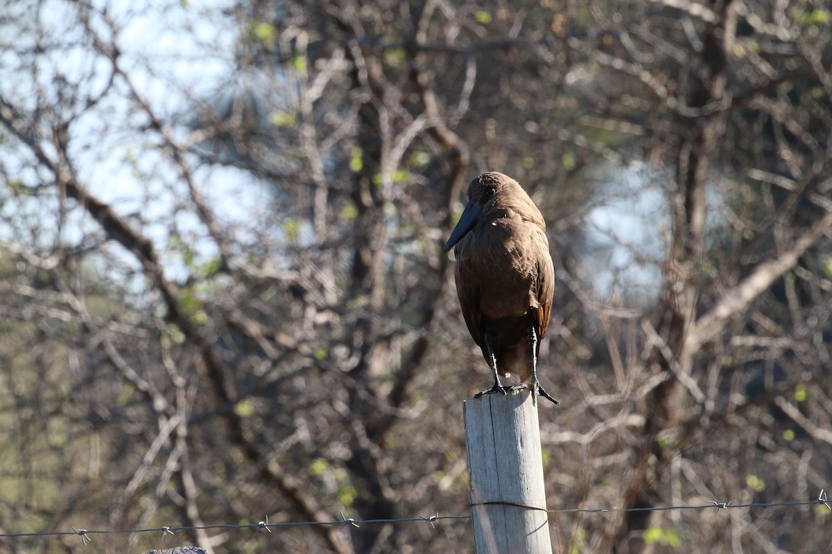 Hamerkop - ML580122631