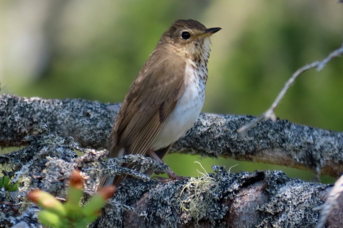 Swainson's Thrush - ML580122701