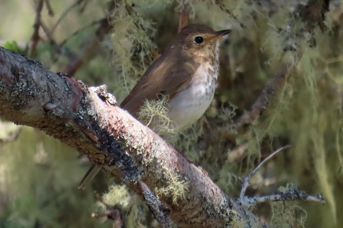 Swainson's Thrush - ML580122711