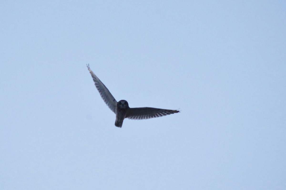 Short-eared Owl - ML580123681