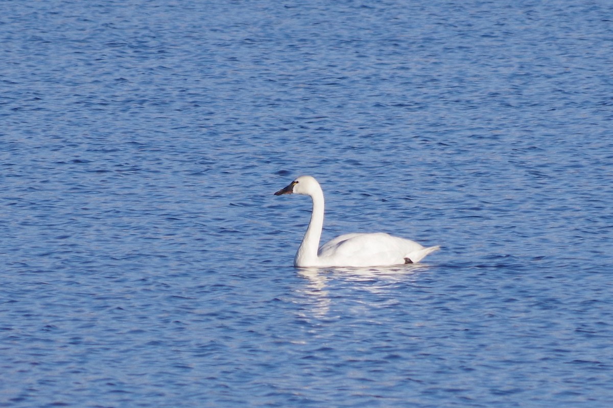 labuť malá (ssp. columbianus) - ML580123721