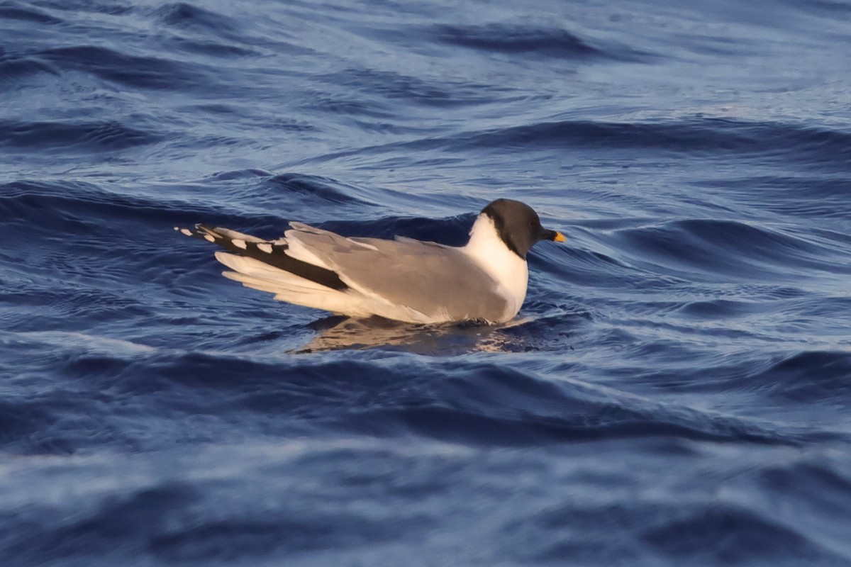 Gaviota de Sabine - ML580123901