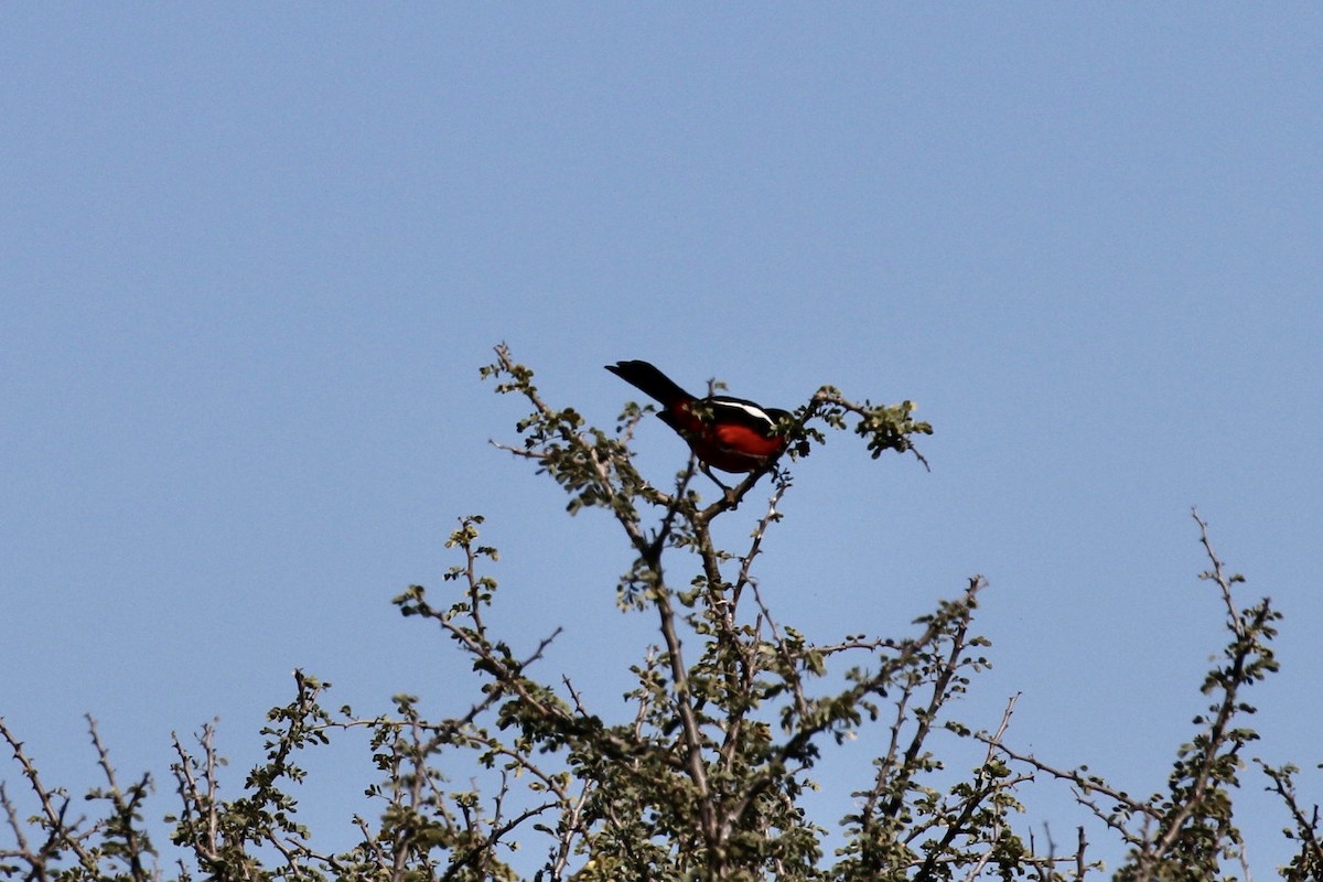 Crimson-breasted Gonolek - ML580124571