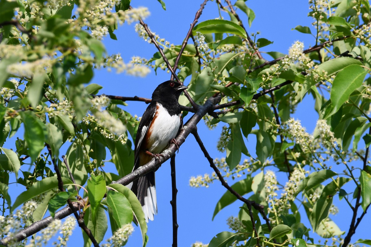 Eastern Towhee - ML580125541