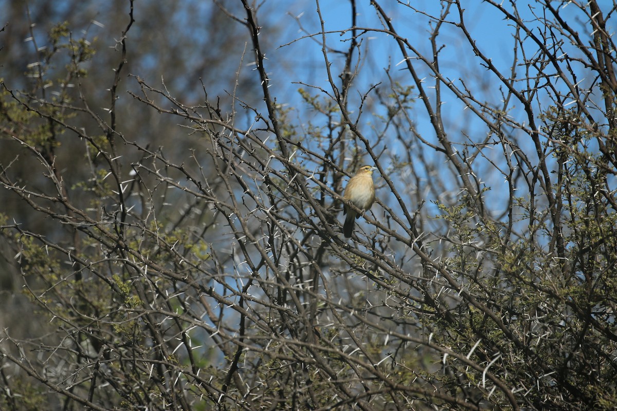 Southern Red Bishop - ML580126221