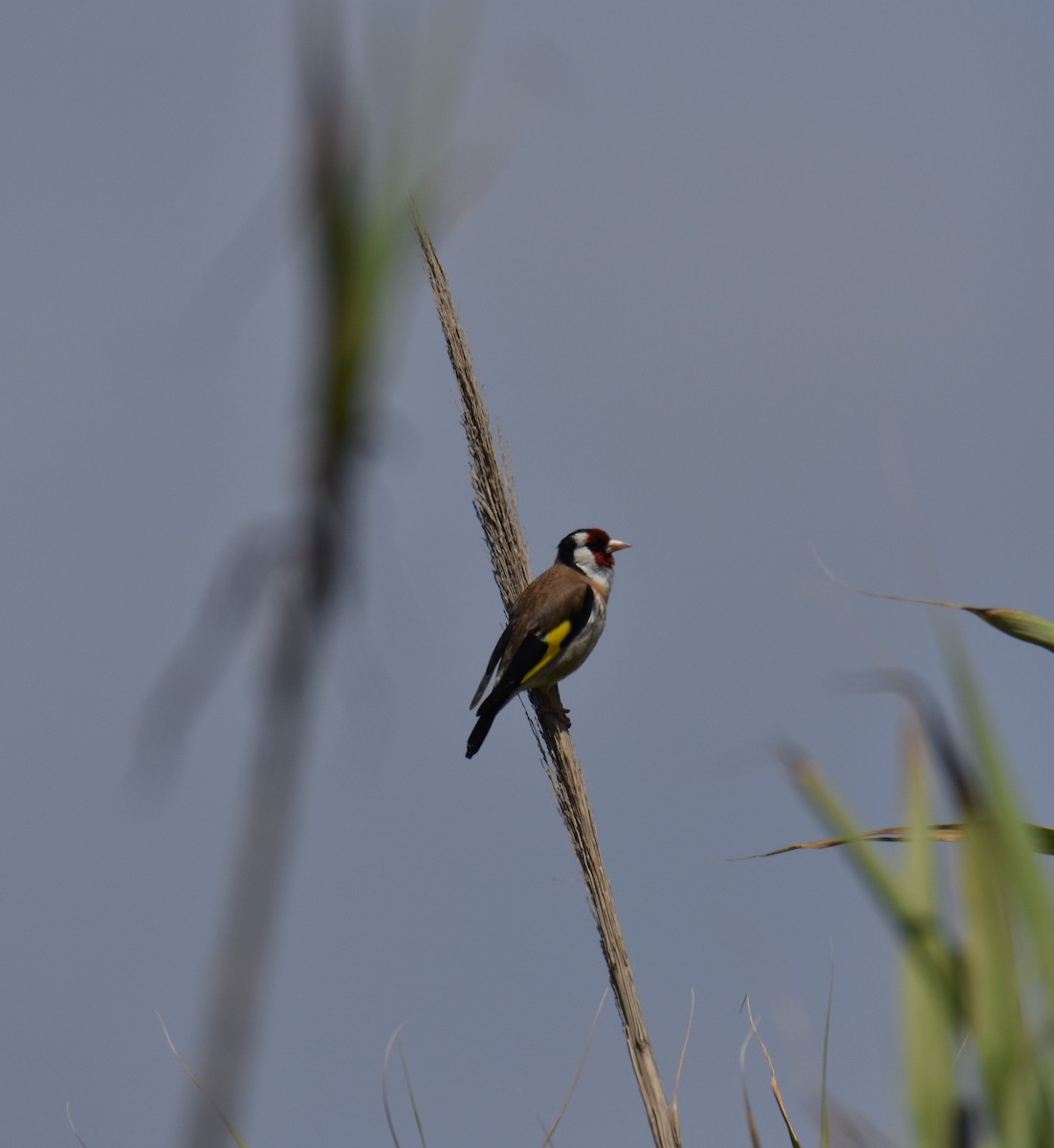 Chardonneret élégant - ML580126861