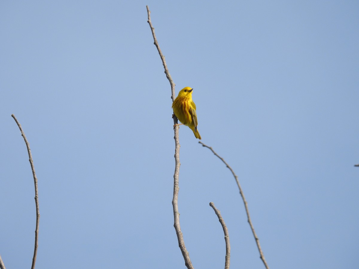 Yellow Warbler - Corinna Honscheid