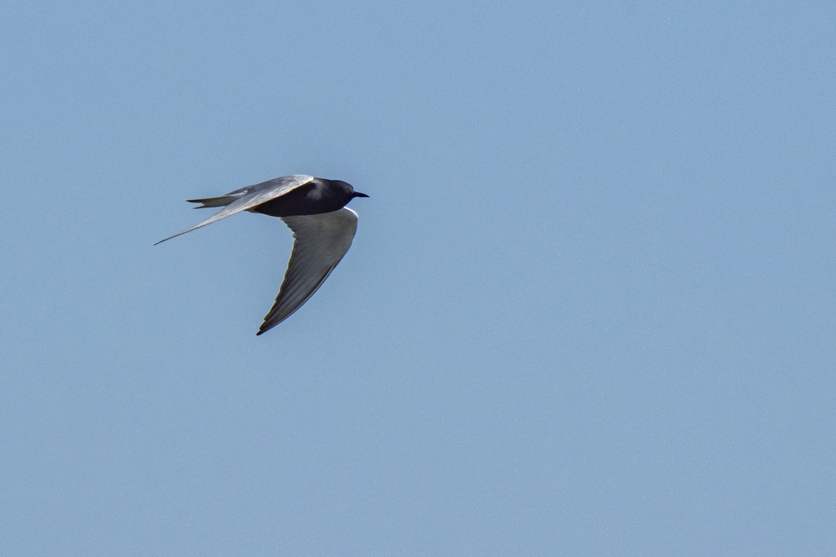 Black Tern - Joshua Covill