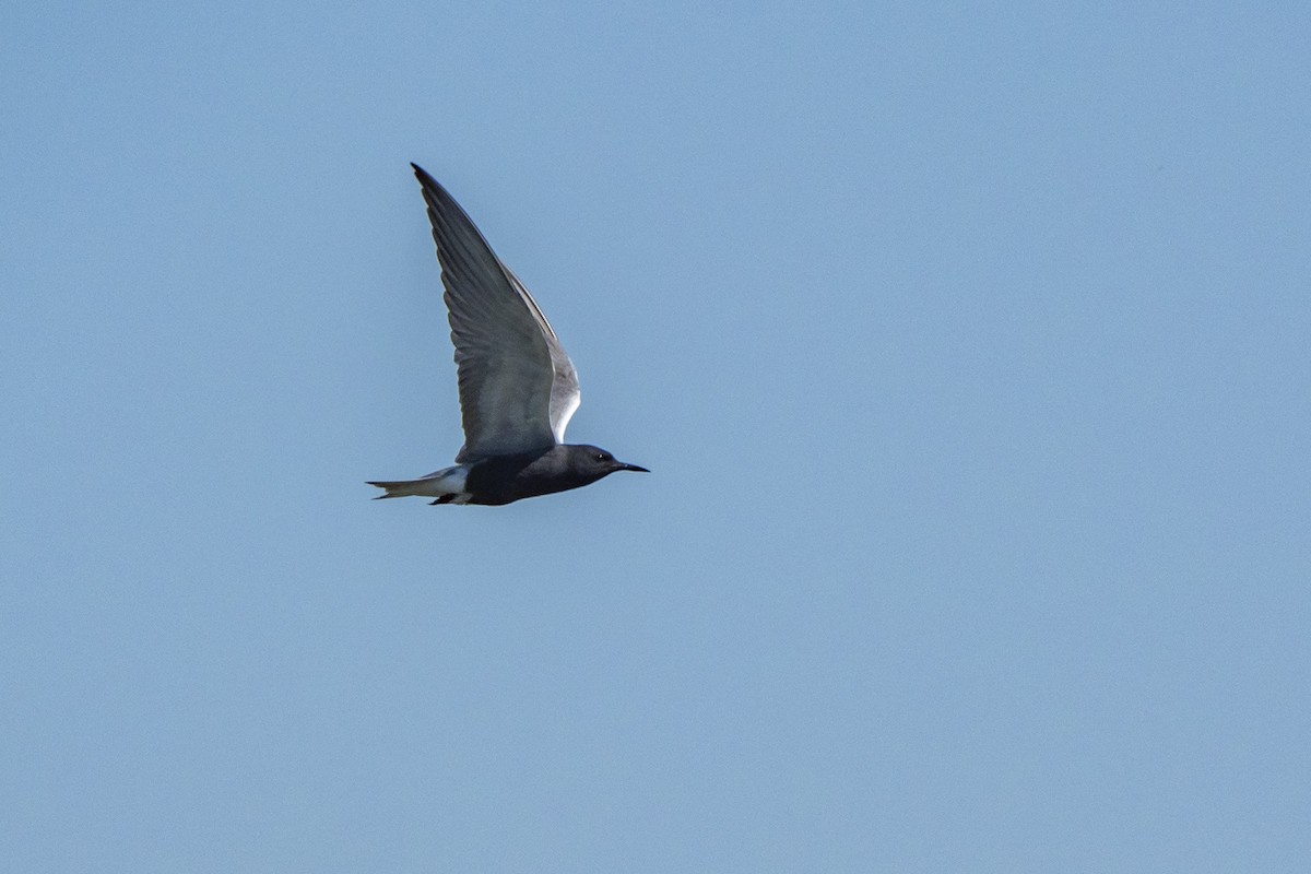 Black Tern - ML580127531