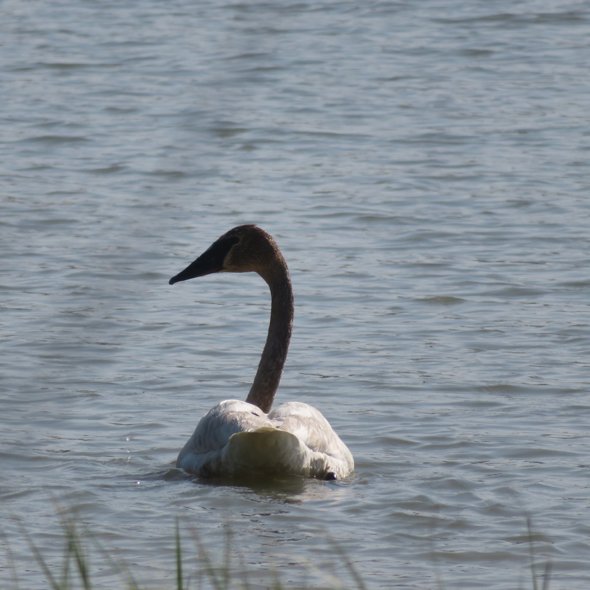 Trumpeter Swan - ML580128001