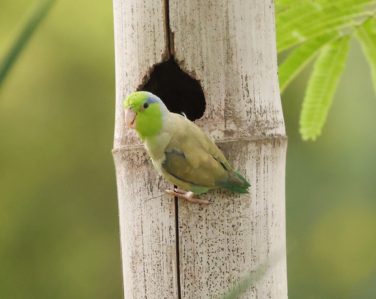 Pacific Parrotlet - ML580128221