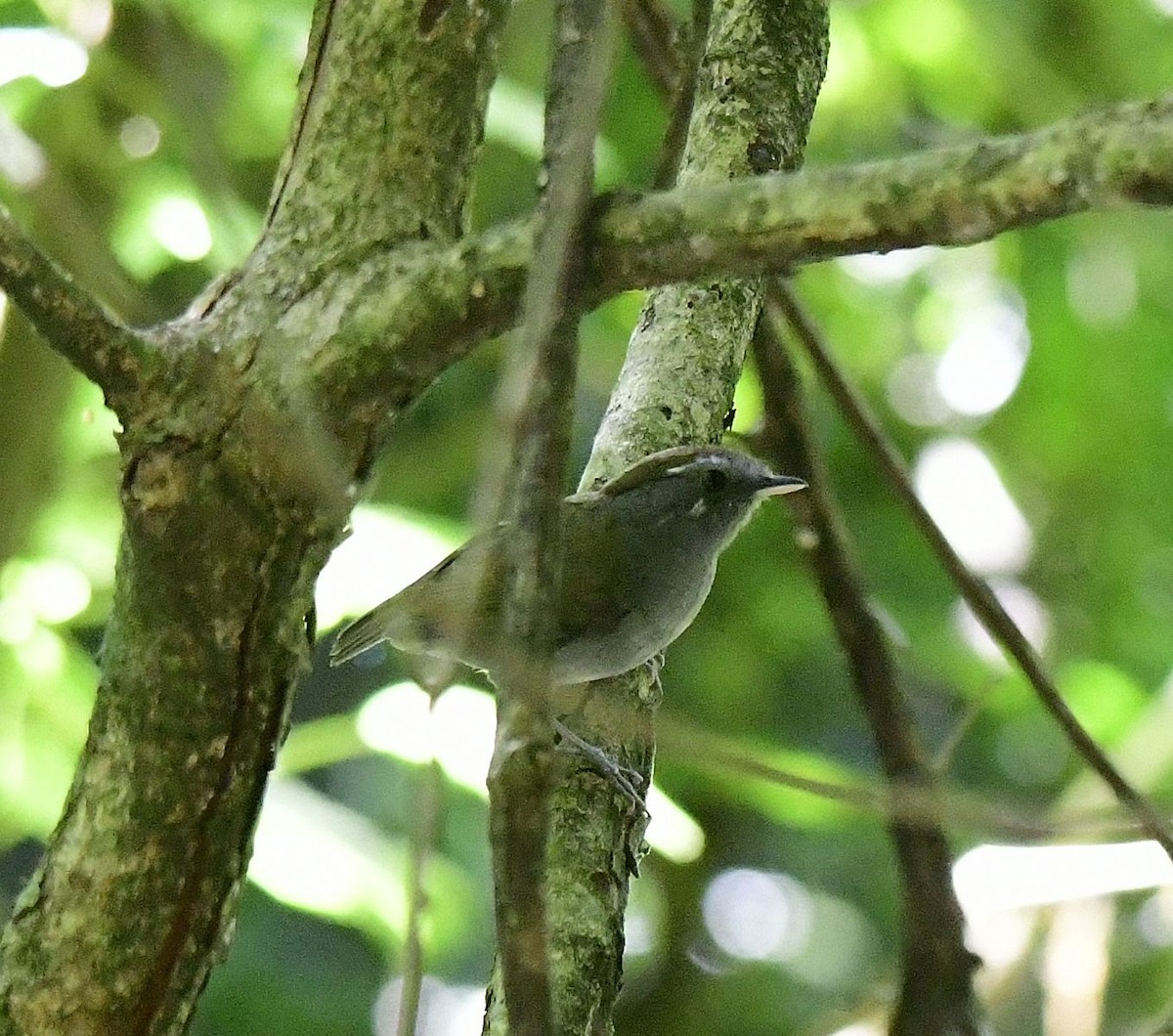 Short-tailed Antthrush - ML580129861