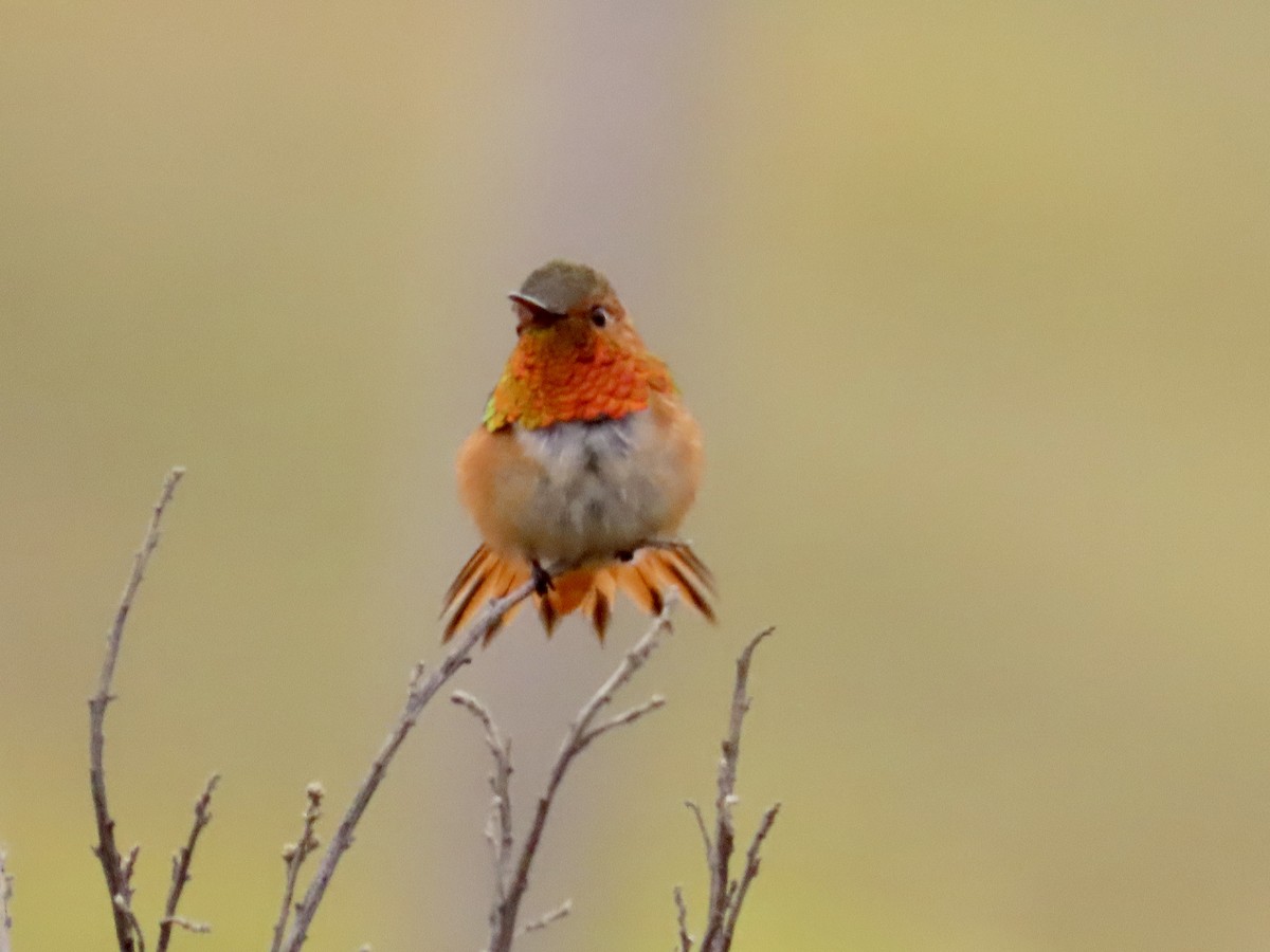Allen's Hummingbird - Carol Comeau