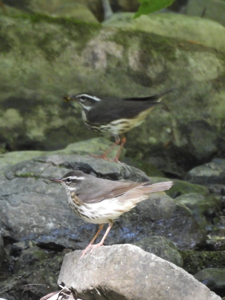 Louisiana Waterthrush - ML580130651