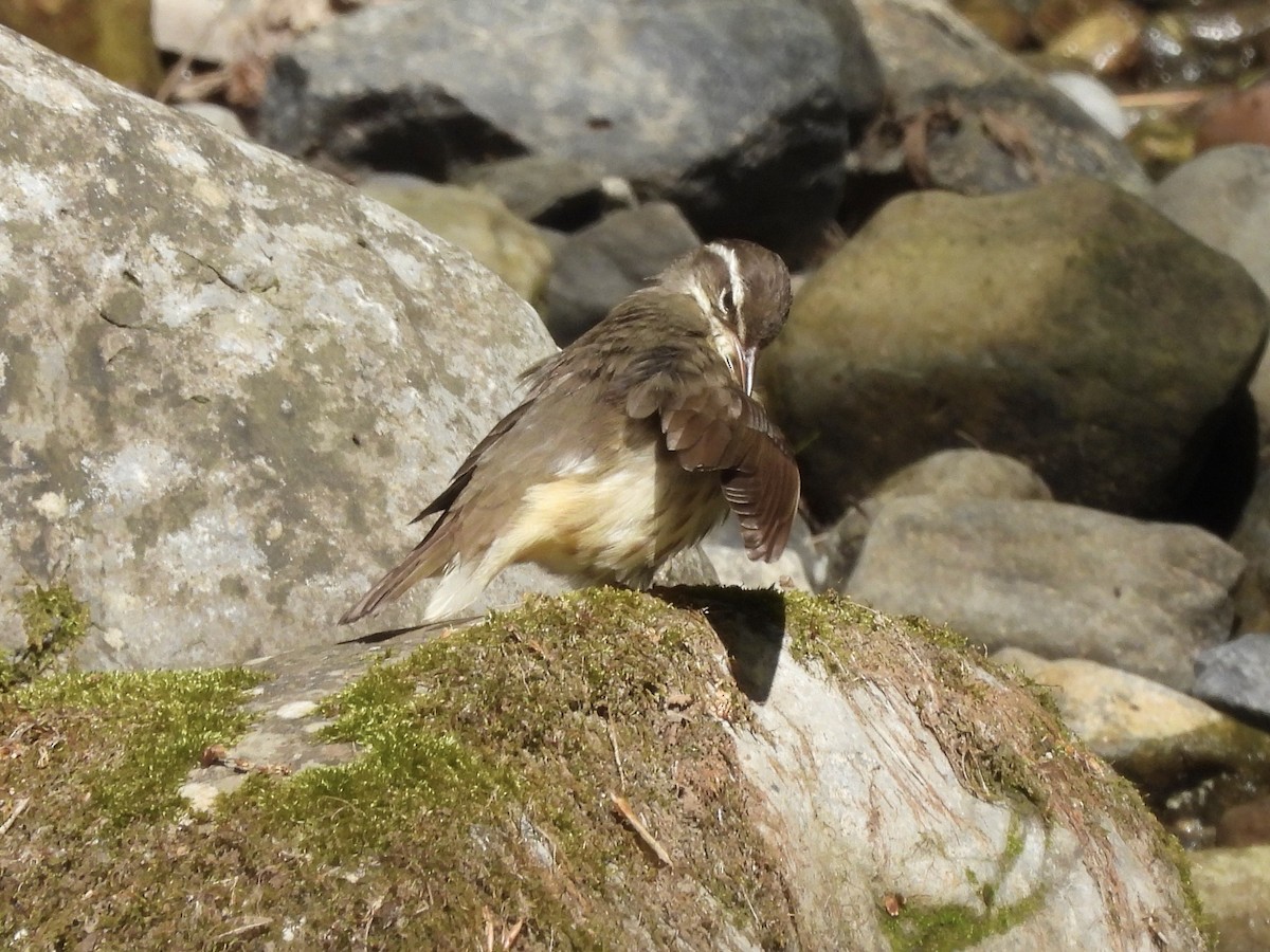 Louisiana Waterthrush - ML580130661