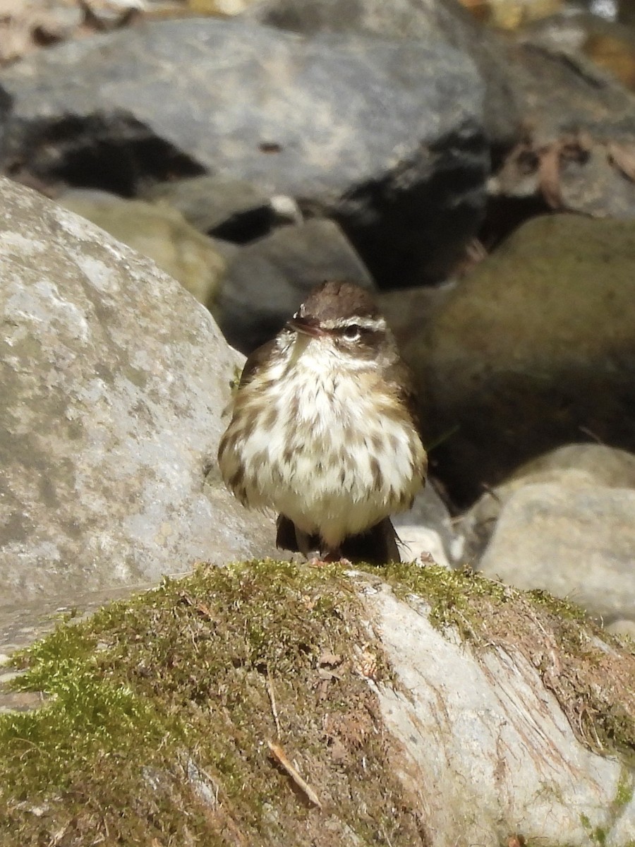 Louisiana Waterthrush - ML580130691