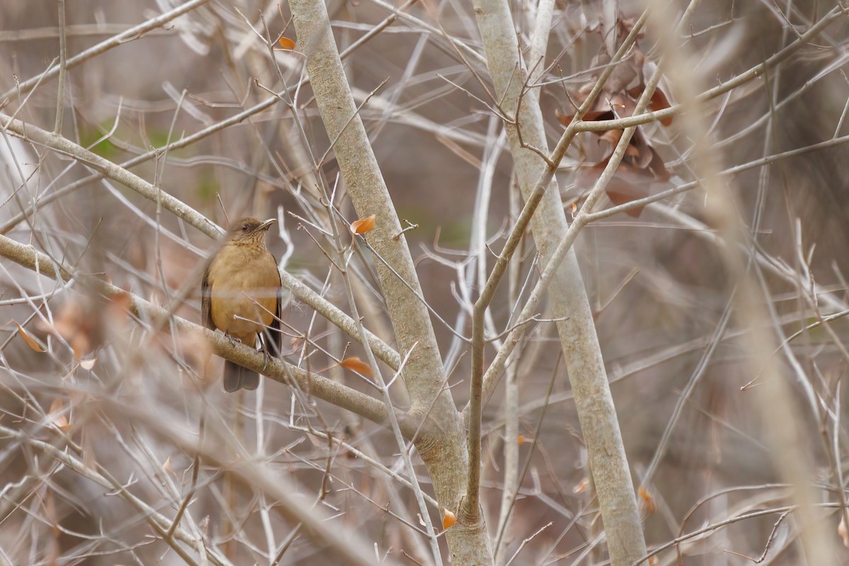 Clay-colored Thrush - ML580131091