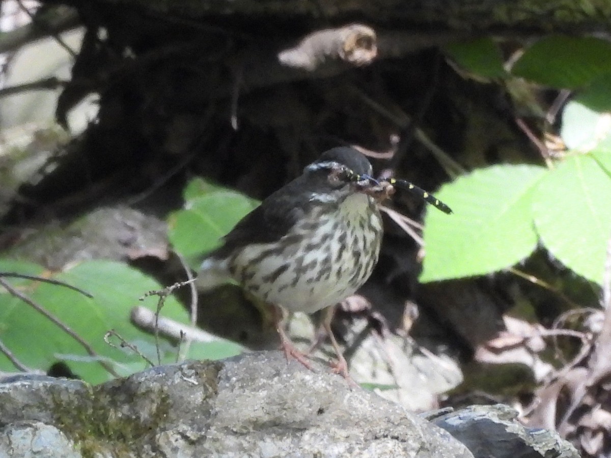 Louisiana Waterthrush - ML580131311