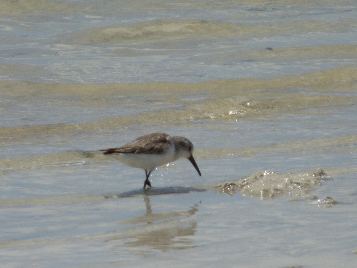 Western Sandpiper - Tarra Lindo