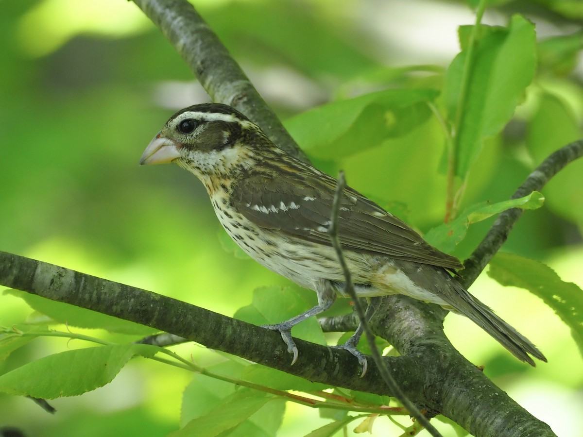 Rose-breasted Grosbeak - ML580133301