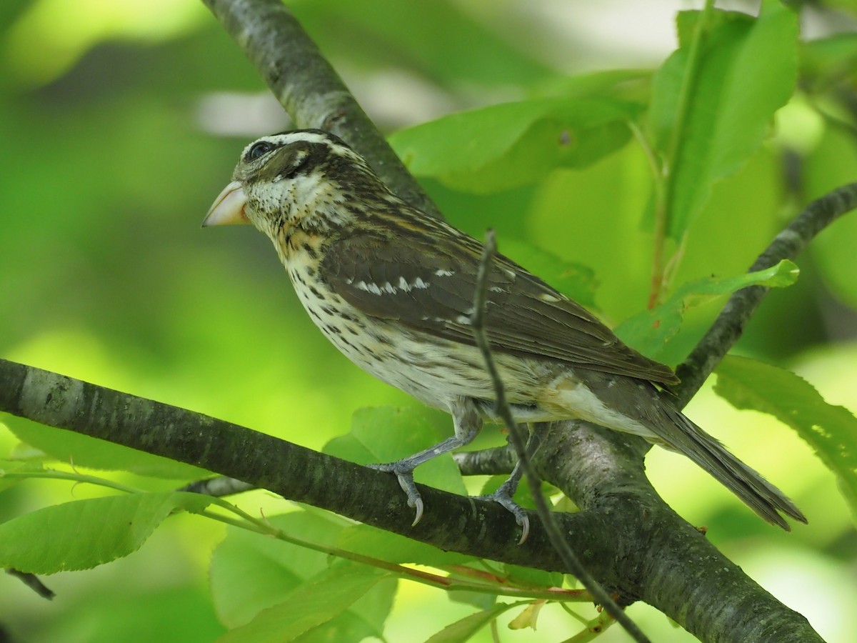 Rose-breasted Grosbeak - ML580133311