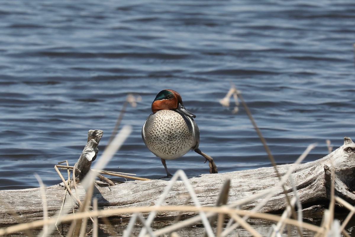 Çamurcun (carolinensis) - ML580134301