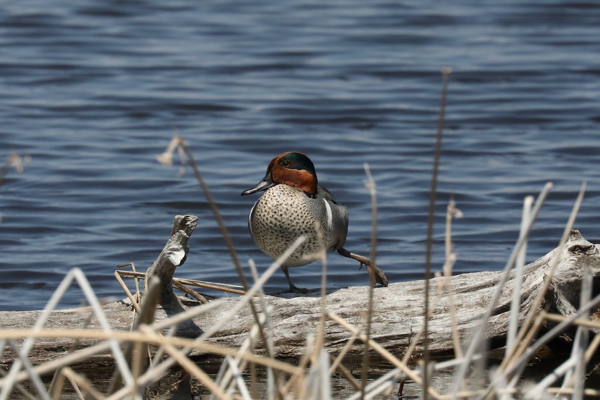 Çamurcun (carolinensis) - ML580134311