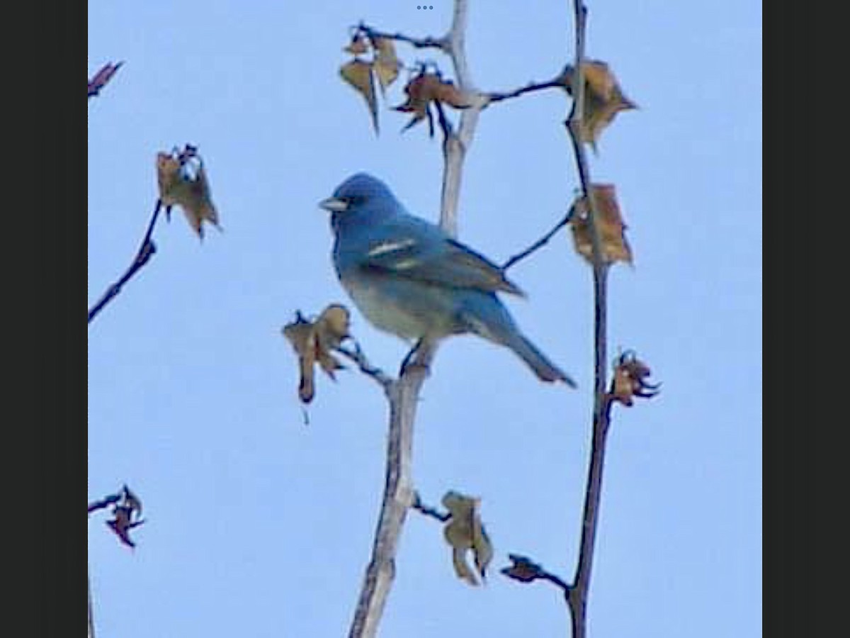 Lazuli x Indigo Bunting (hybrid) - ML580134331