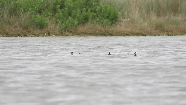 Red-necked Phalarope - ML580134511