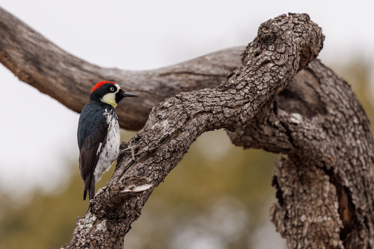 Acorn Woodpecker - ML580134651
