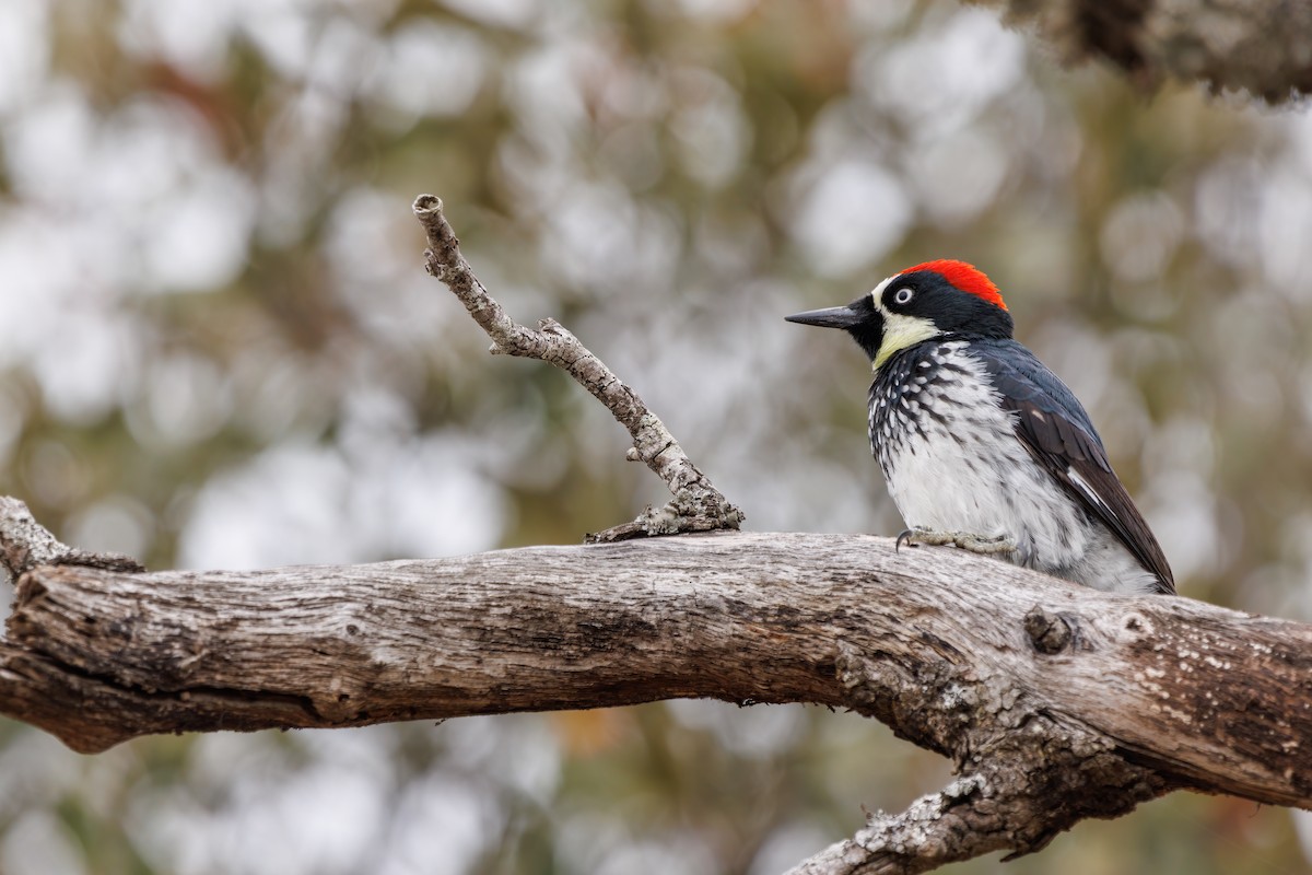 Acorn Woodpecker - ML580134661