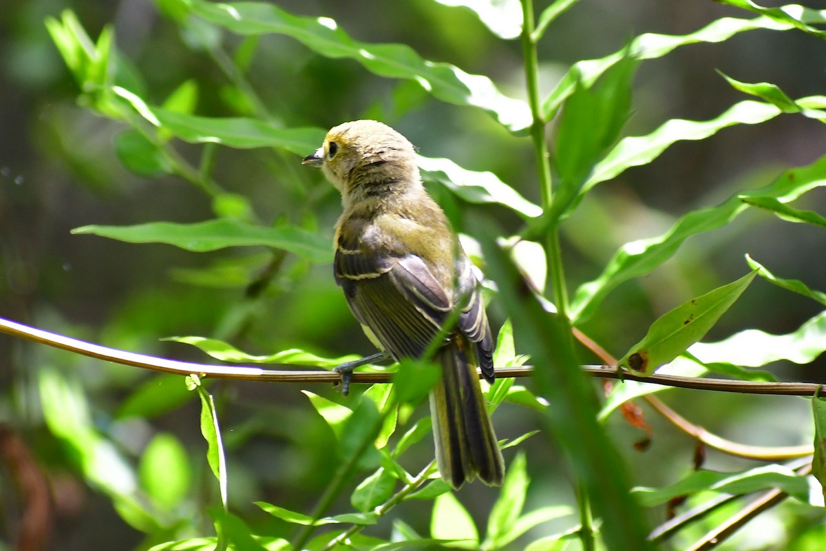 White-eyed Vireo - ML580136301