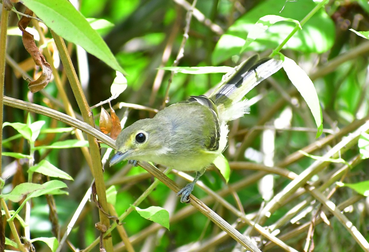 White-eyed Vireo - ML580136311