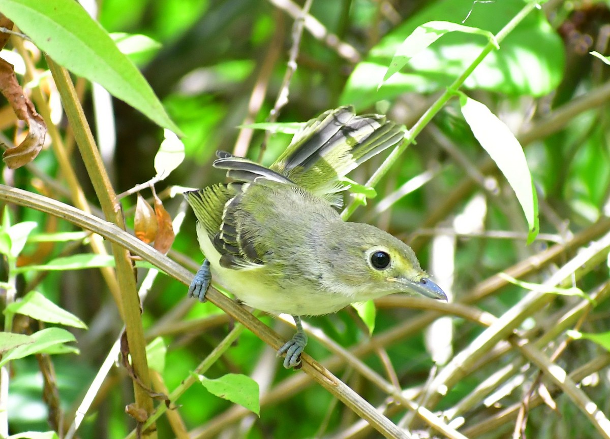 White-eyed Vireo - ML580136321