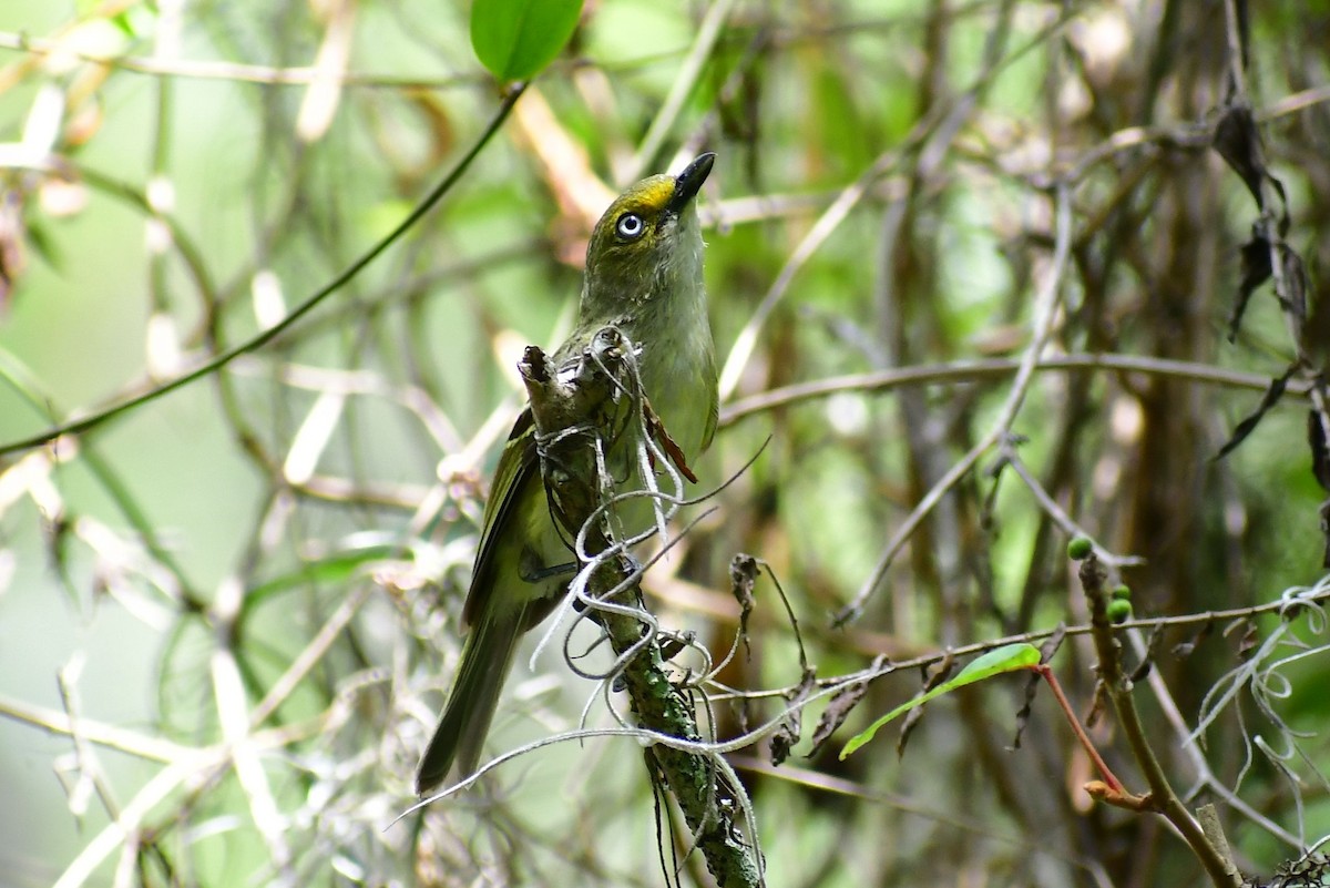 White-eyed Vireo - ML580136331