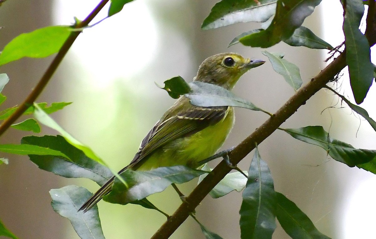 White-eyed Vireo - ML580136341