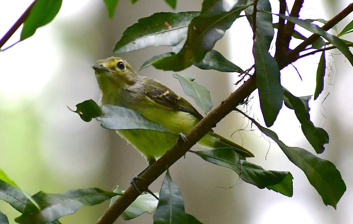 White-eyed Vireo - ML580136351