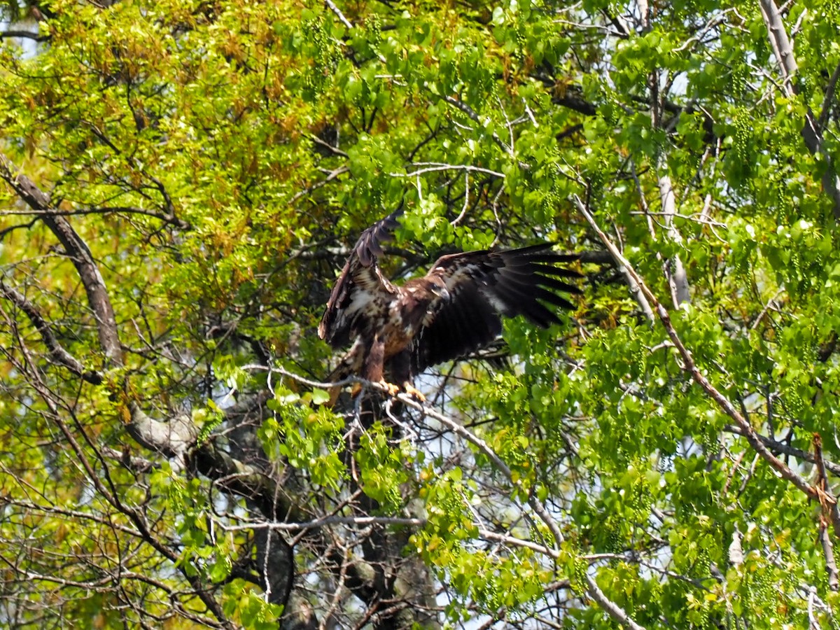 Bald Eagle - ML580136741