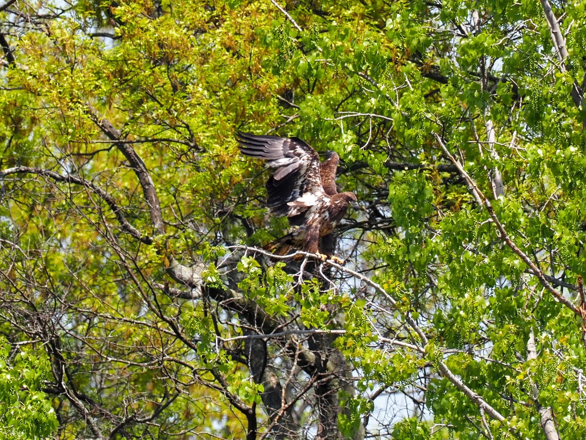 Bald Eagle - ML580136751