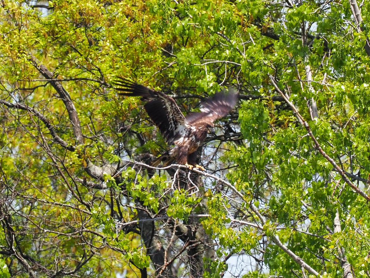 Bald Eagle - ML580136761