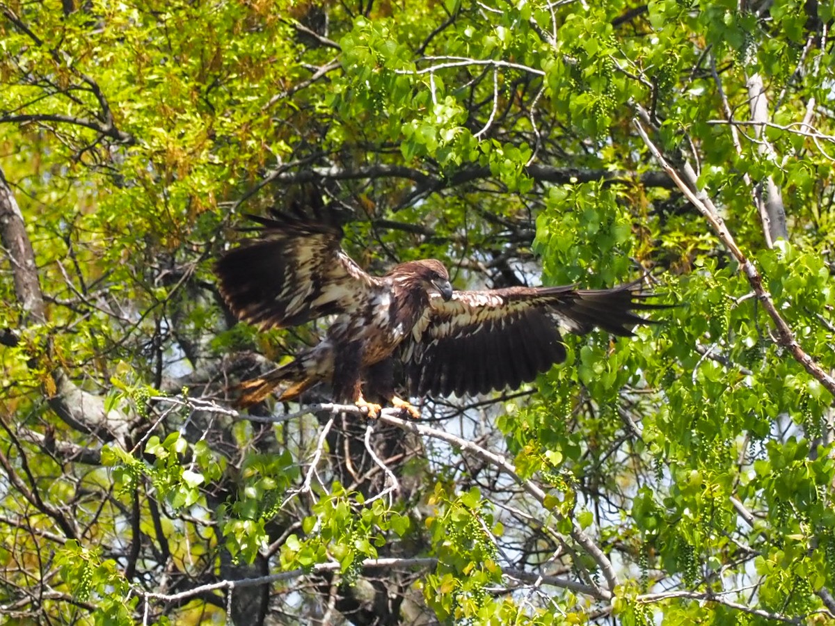 Bald Eagle - ML580136771