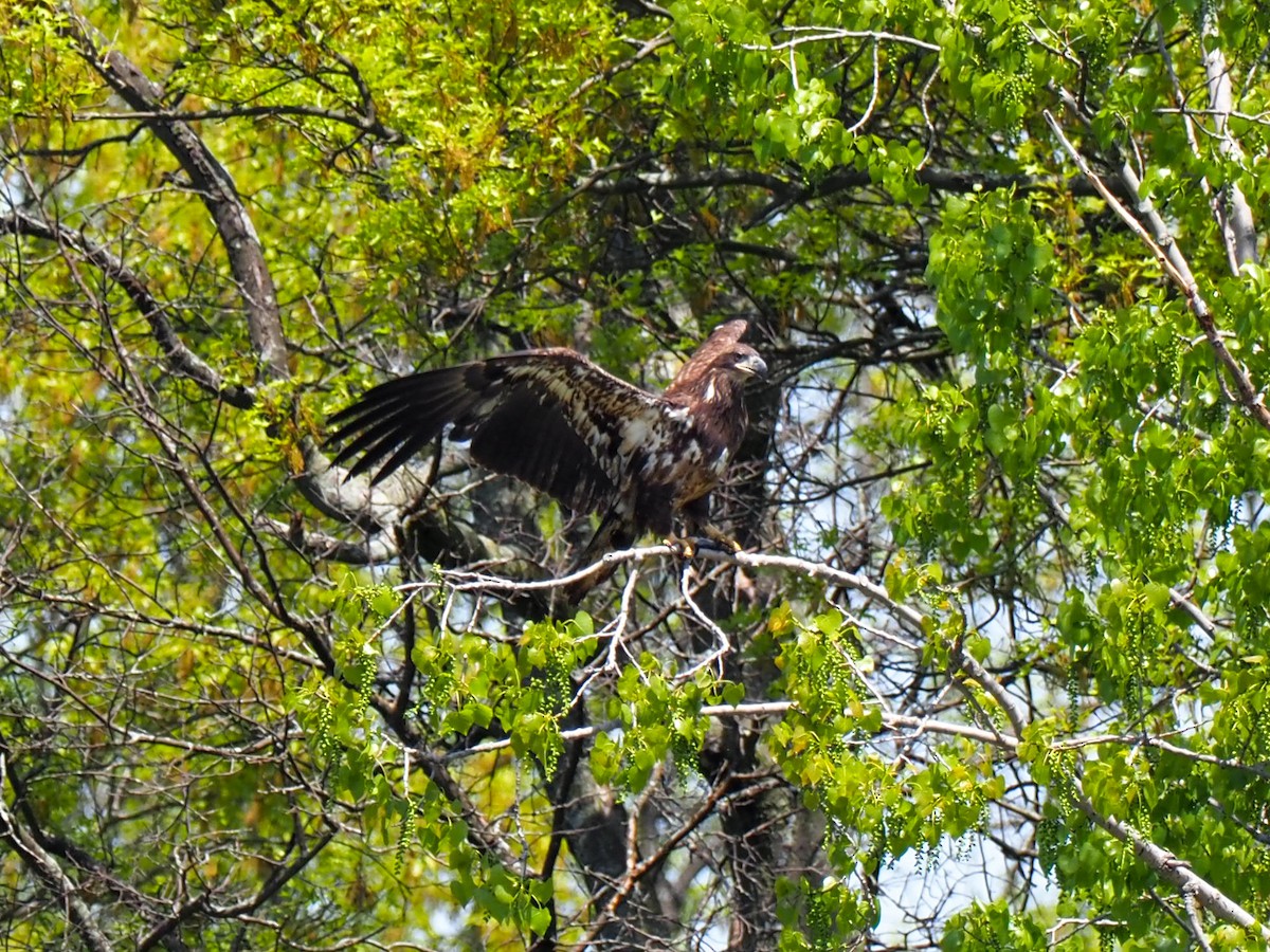 Bald Eagle - ML580136781