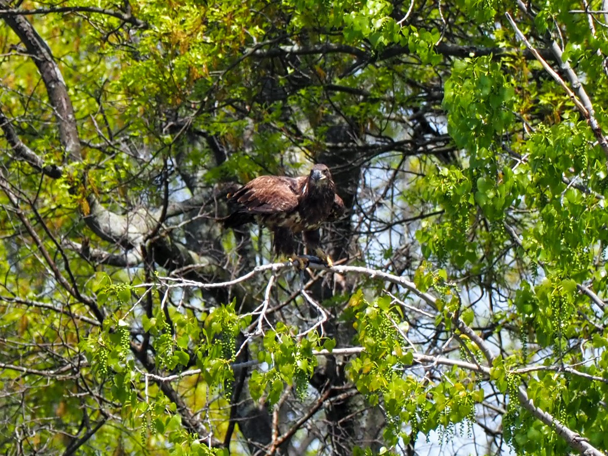 Bald Eagle - ML580136791