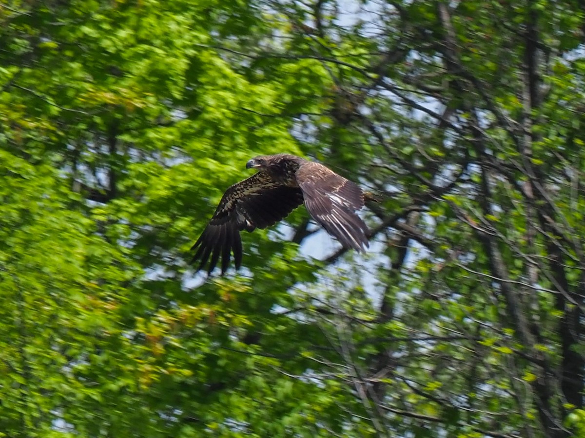 Bald Eagle - ML580136801