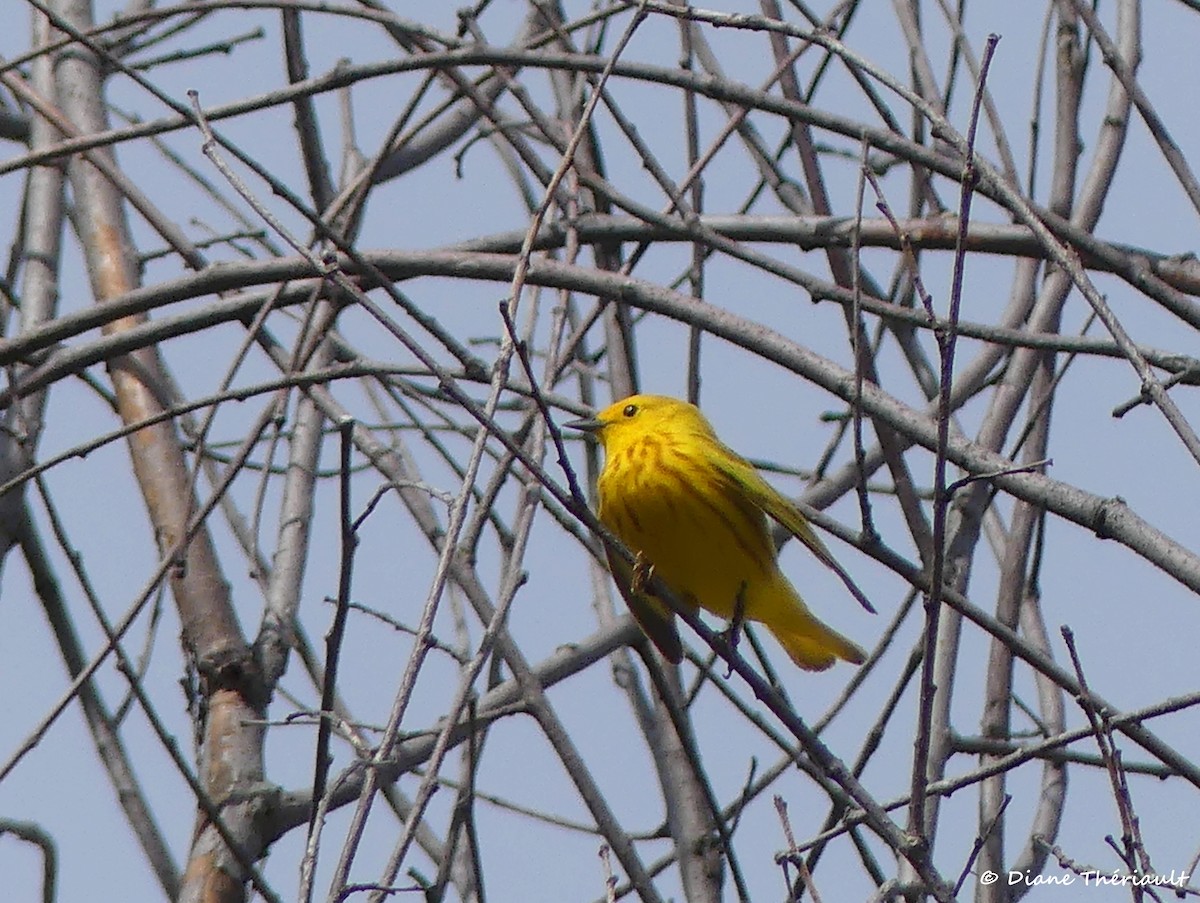 Yellow Warbler - Diane Thériault