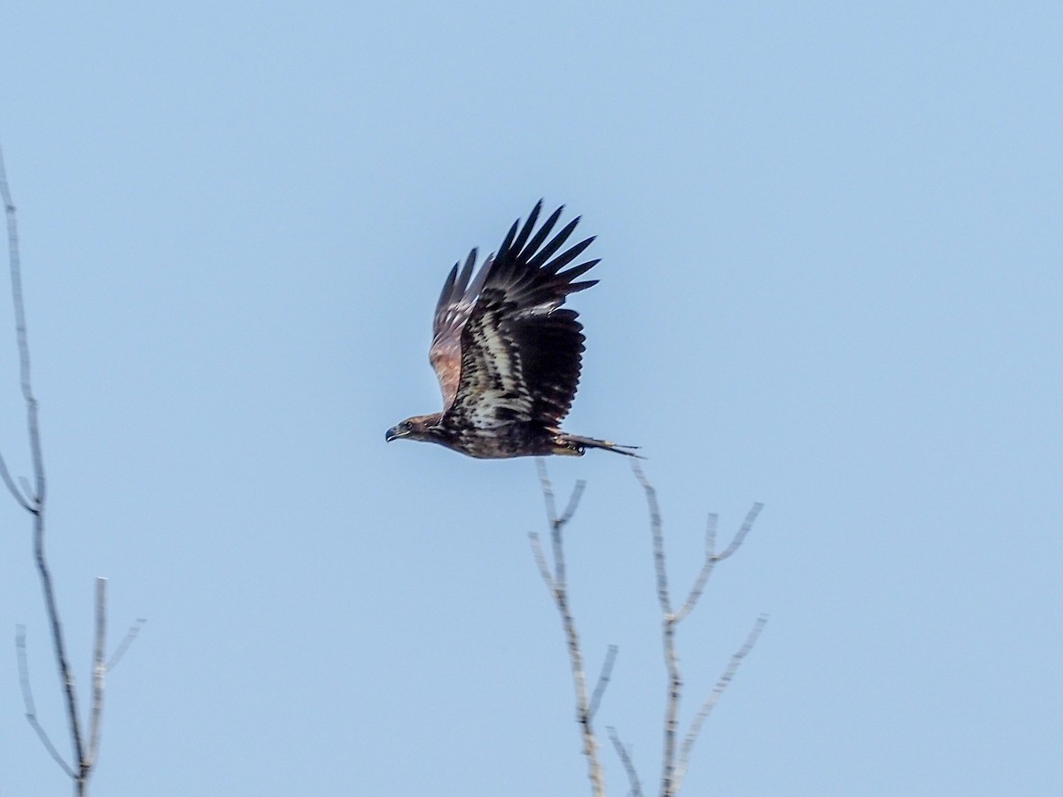 Bald Eagle - ML580136811