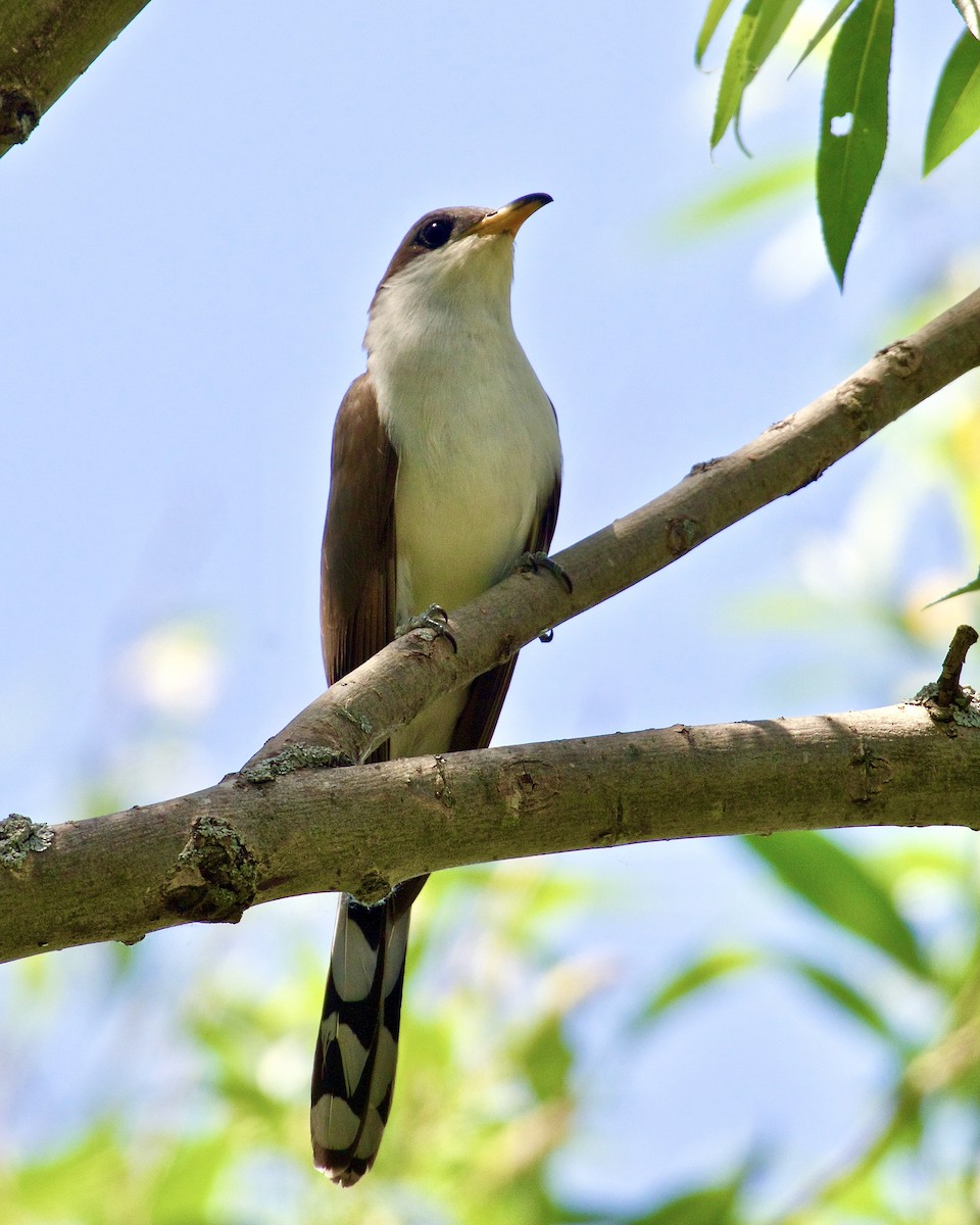 Yellow-billed Cuckoo - ML580138351