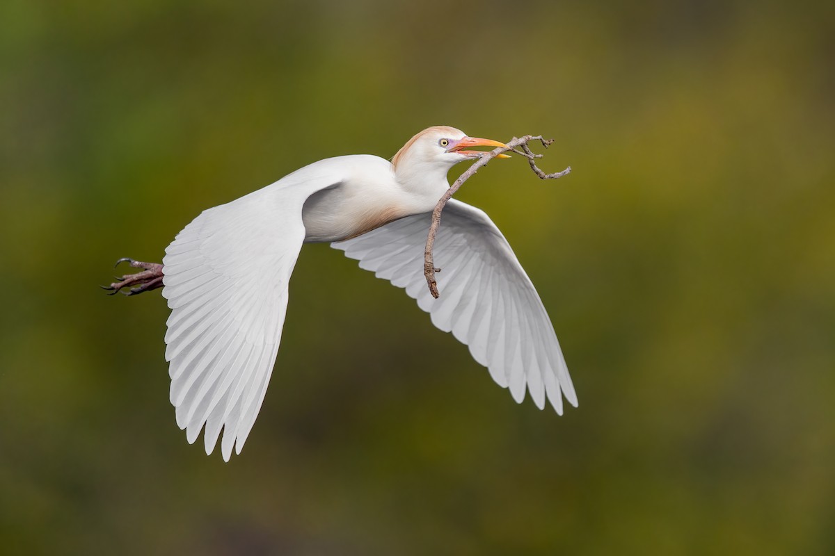 Western Cattle-Egret - Dorian Anderson