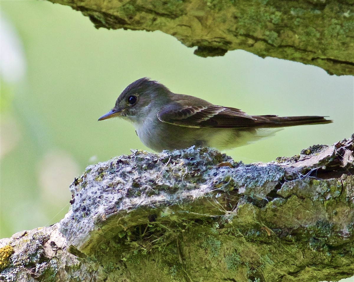 Eastern Wood-Pewee - ML580138631