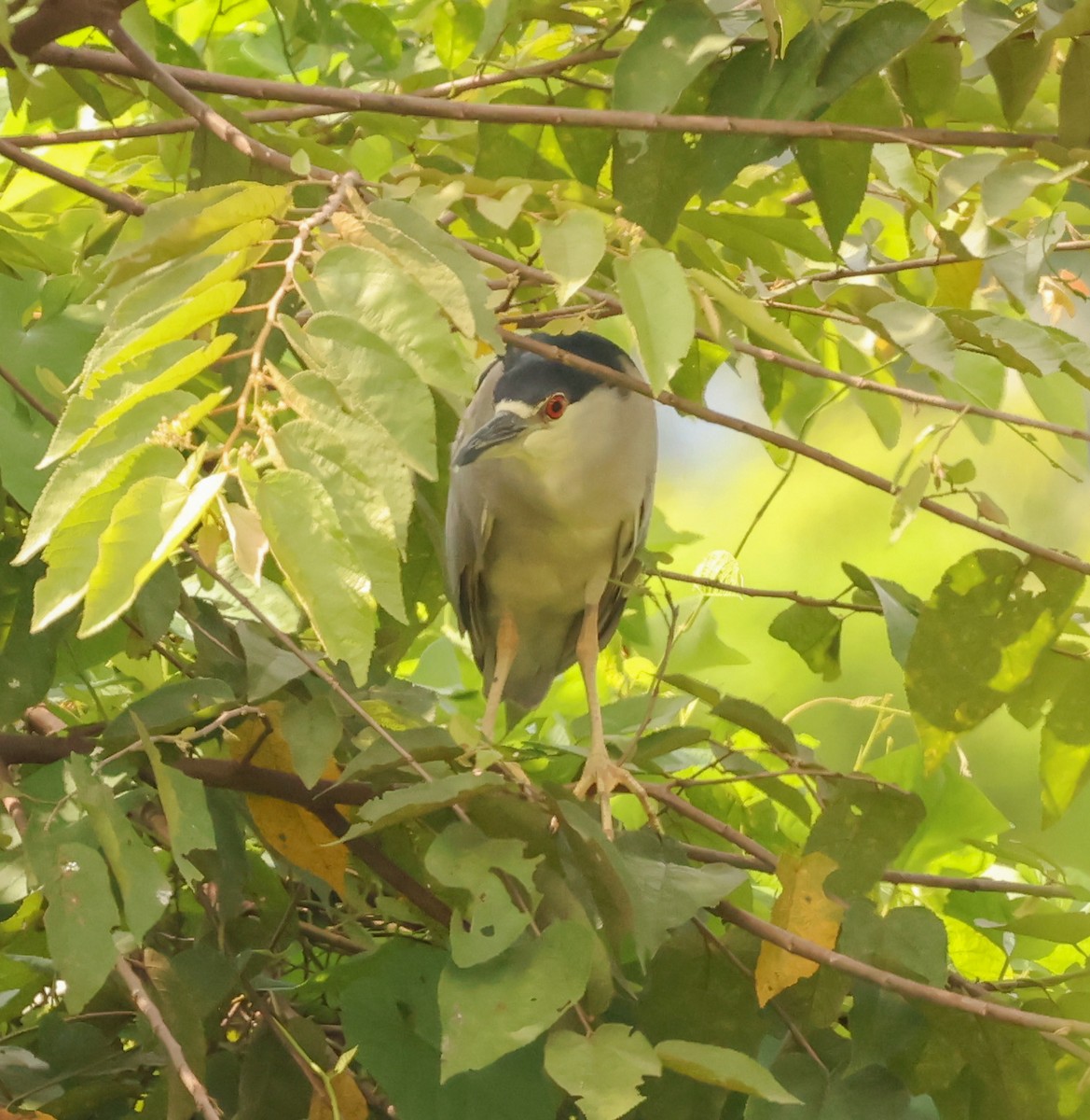 Black-crowned Night Heron (American) - ML580138881